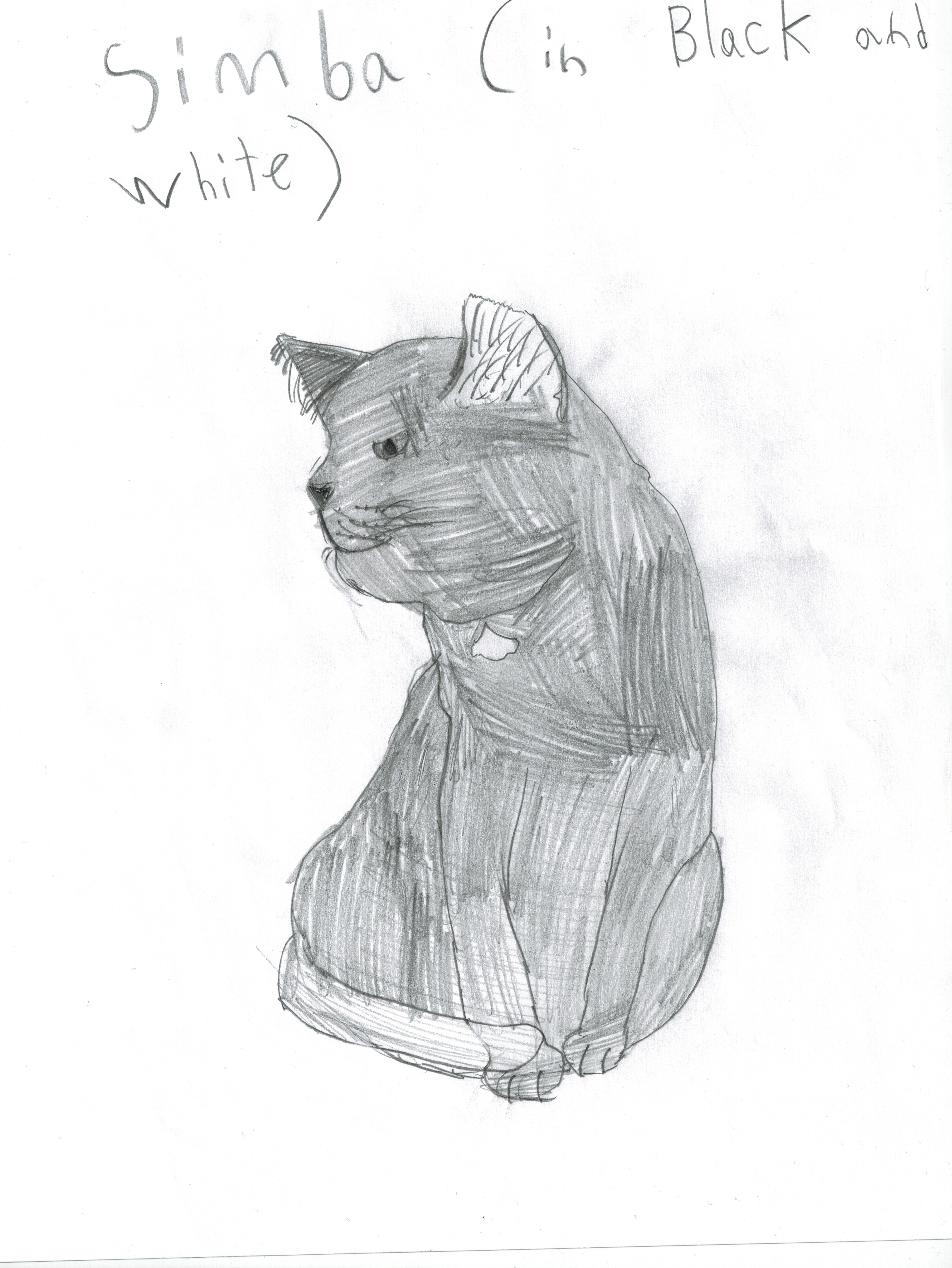 Black and white cat drawing