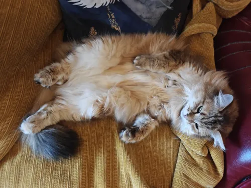 Fuzzy cat lazing on chair