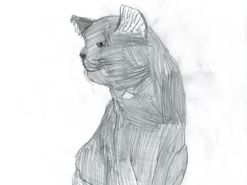 Black and white cat drawing